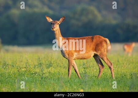 Seitenansicht der Ausschreibung Rotwild, Cervus elaphus, Hinterbeinen stehend auf einem Heu Feld die Kamera im Sommer bei Sonnenaufgang. Low Angle elegante Hündin reh Tier Stockfoto