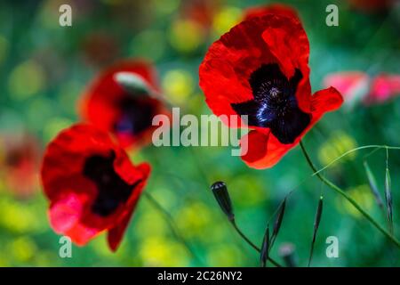 Leuchtend rote Mohnblumen Stockfoto