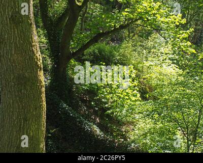 Baumstamm vor dichtem verworrenem Wald mit lebendiger Laub und hellem Sonnenlicht, das durch die Bäume scheint Stockfoto