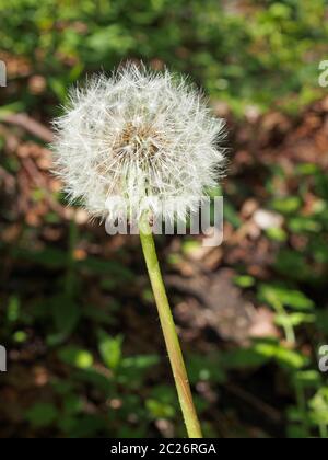 Eine einzelne Löwenzahn-Uhr mit flauschigen weißen Samen vor einem dunklen, unscharfen Hintergrund Stockfoto