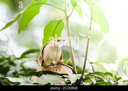 Streifen-eared Bulbul des branches​ Stand​ing auf in den Wald. Bird's in der Natur Hintergrund. Stockfoto