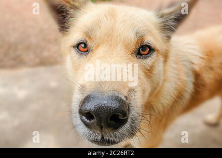 Der Hund Augen voller Fragen und kämpfen will. Er ist auch der beste Freund eines Mannes zu. Stockfoto