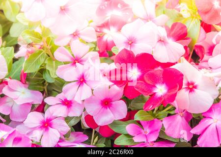 Vinca rosea Blumen blühen im Garten, Laub Vielfalt der Farben Blumen, selektiven Fokus Stockfoto