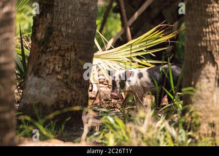 Baby Wildschwein auch als Wildschwein oder Sus Scrofa Futter für Nahrung in Myakka River State Park während der Hochwassersaison in Sarasota, Florida. Stockfoto