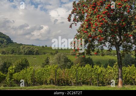 Vogelbeere, Eberesche, Eberesche (Sorbus aucuparia) mit roten Beeren, Stockfoto
