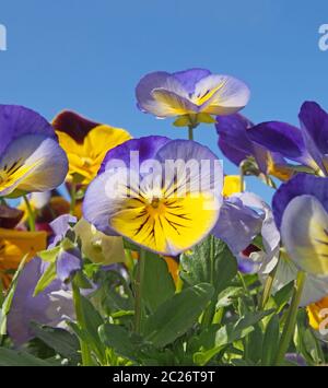 Eine Nahaufnahme von blauen und gelben dreifarbigen Stiefmütterchen in hellem Sonnenlicht vor einem lebendigen blauen Himmel Stockfoto