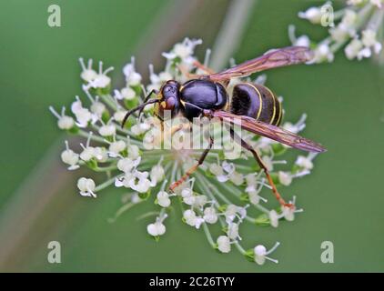 Makro Medium Wespe Dolichovespula media Stockfoto