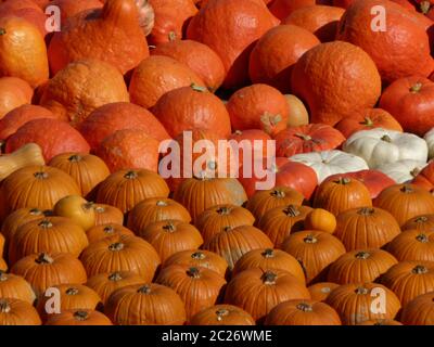 Ein Haufen orangefarbener Kürbisse und 2 weiße Kürbisse in der Mitte Stockfoto