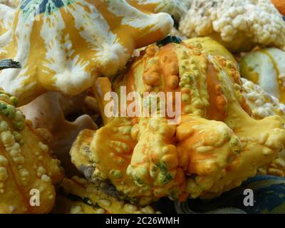 Frisch geerntete bunte Zierkürbis Stockfoto