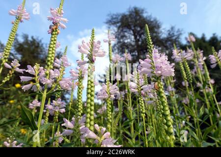 Gelenkblume, Etagenerika (Physostegia virginiana), Botanischer Garten, Köln, Nordrhein-Westfalen, Deutschland Stockfoto