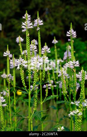 Gelenkblume, Etagenerika (Physostegia virginiana), Botanischer Garten, Köln, Nordrhein-Westfalen, Deutschland Stockfoto