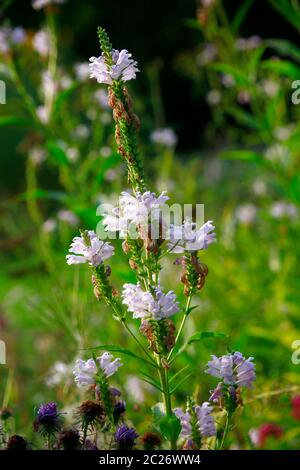 Gelenkblume, Etagenerika (Physostegia virginiana), Botanischer Garten, Köln, Nordrhein-Westfalen, Deutschland Stockfoto