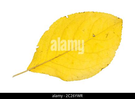 Rückseite der Gefallenen gelb Blatt der Pflaumenbaum auf weißem Hintergrund Stockfoto