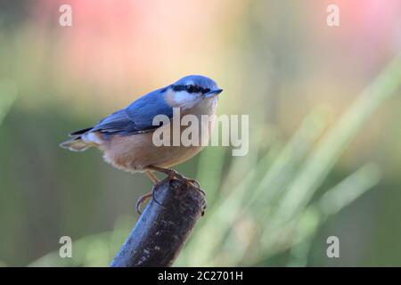 Eurasischer Nuthatch auf der Suche nach Nahrung Stockfoto