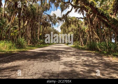 Spanisches Moos hängt von Bäumen, die die Straße in saisonal überschwemmten Sumpf des Myakka River State Park in Sarasota, Florida säumen. Stockfoto