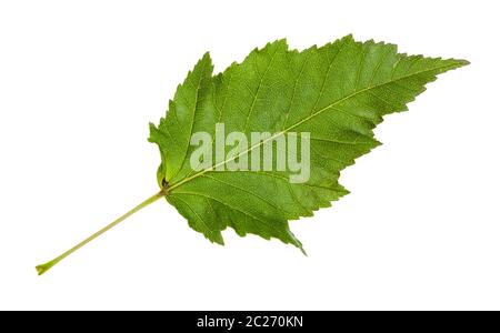 Grünes Blatt von amur Ahorn (Acer tataricum ginnala) Baum auf weißem Hintergrund Stockfoto