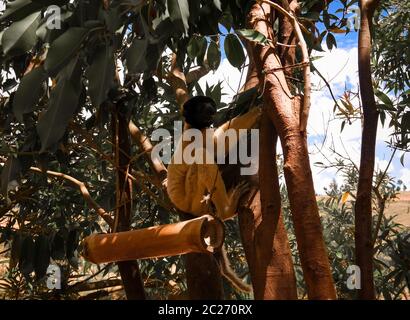 Porträt des gekrönten Sifaka aka Propithecus coronatus im Lemurs Park, Antananarivo, Madagaskar Stockfoto