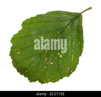 Kranke grün Blatt von Erle auf weißem Hintergrund Stockfoto