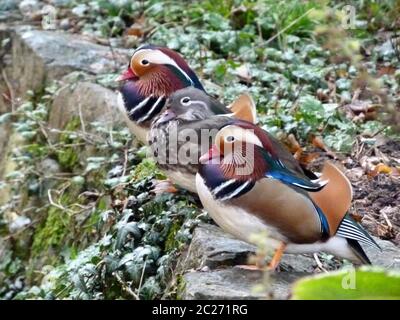 die Familie der mandarinen steht auf einer Steinmauer Stockfoto