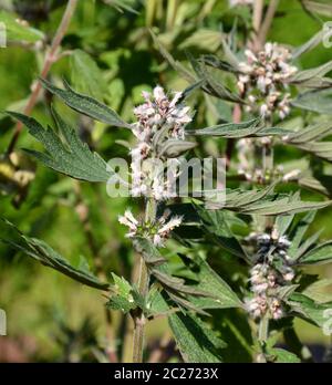 Motherwort Stockfoto