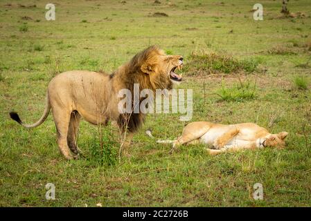 Männliche Löwe steht über löwin baring Zähne Stockfoto