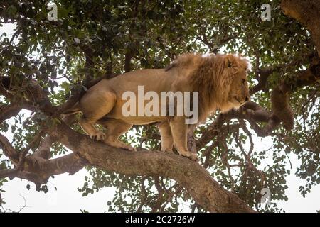 Männliche Löwe kauert auf Zweig nach unten schauen. Stockfoto