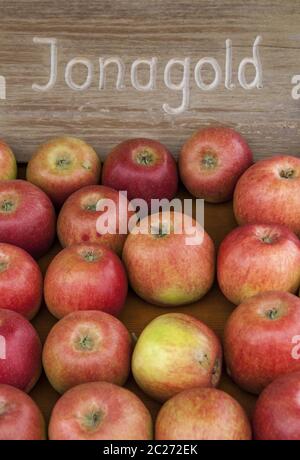 Apfel (Malus), Jonagold Sorte Stockfoto