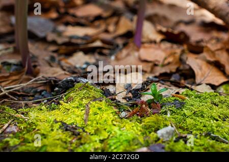 Waldboden Foto mit grünen Flechten Hintergrund und Baum Blätter Stockfoto