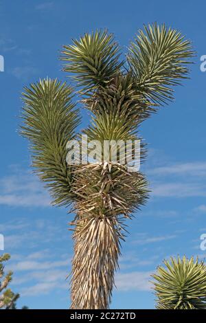 Details der Joshua Tree Vegetation in der Mojave National Preserve in Kalifornien Stockfoto