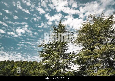 Erstaunlich großen Zedern über wunderschöne bewölkter Himmel Hintergrund, gefährdete Art von immergrünen Bäumen, majestätische Natur des Libanon, eco Tourismus Stockfoto