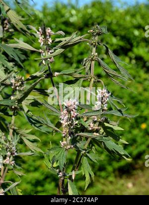 Motherwort Stockfoto