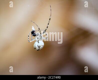 Spinne im web Stockfoto