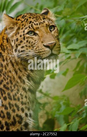 Nordchinesischer Leopard (Panthera pardus japonensis) Stockfoto