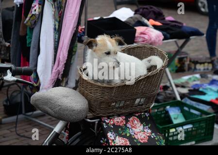 Hund in einem Fahrradkorb Stockfoto