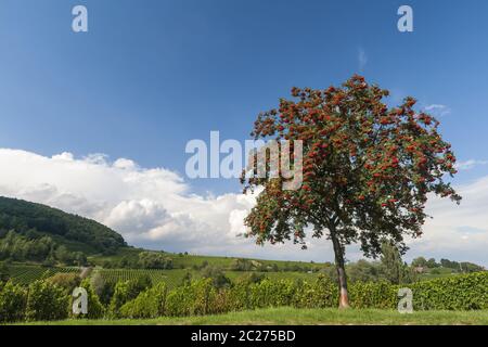 Vogelbeere, Eberesche, Eberesche (Sorbus aucuparia) mit roten Beeren, Stockfoto