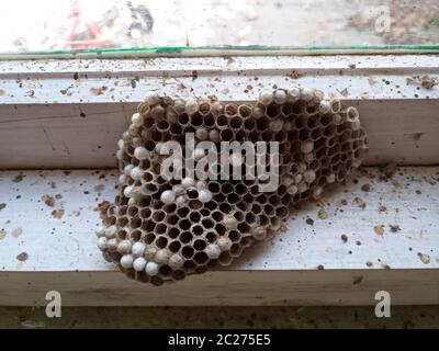 Ein Nest von Wespen polystyles unter dem Dach des Hauses. Nest Zellen mit Larven und erwachsenen Wespen. Stockfoto