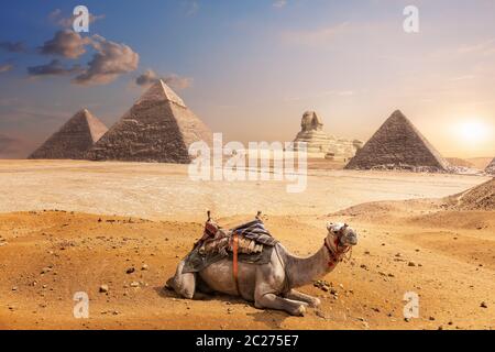 Ein Kamel von Gizeh vor der Sphinx und die Pyramiden in Ägypten. Stockfoto