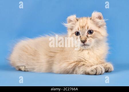 Rassekatze American Curl (Felis silvestris catus), Kurzhaar, blue tabby Point, 10 Wochen, Österreich Stockfoto