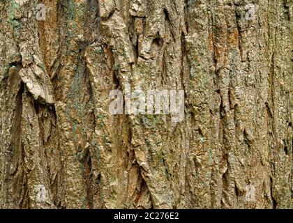Robinia pseudoacacia, schwarze Heuschrecke, Rinde eines sehr alten Baumes Stockfoto