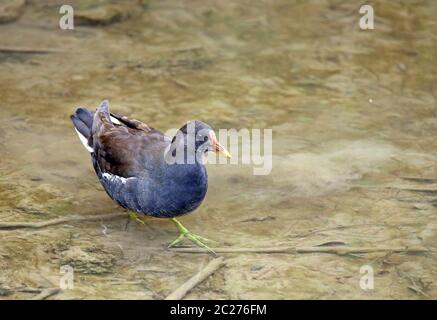 Grünes Teichhuhn oder Teichschiene Gallinula chloropus aus dem Leimbach in Wiesloch Stockfoto