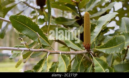 Querformat der Australischen Banksia Robur Swamp banksia mit Blume spike wachsen in Buschland Stockfoto