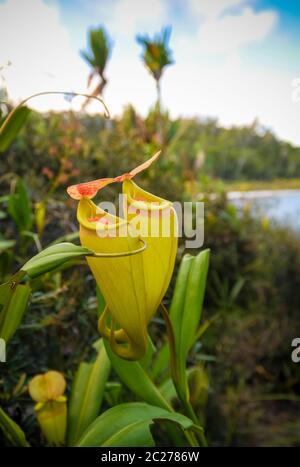 Blick auf die Krug-Pflanze von Nepenthes, Atsinanana Region, Madagaskar Stockfoto