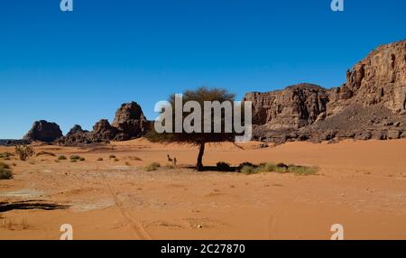 Abstrakte Rock Formation Boumediene in Tassili nAjjer Nationalpark, Algerien Stockfoto