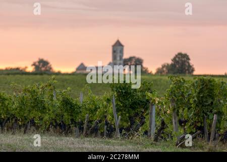 Sonnenuntergang über den Weinbergen von Montagne in der Nähe von Saint Emilion. Gironde, Aquitaine. Frankreich Stockfoto