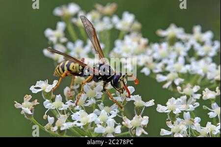 Männliche gallische Feldwespe Polistes dominula Stockfoto