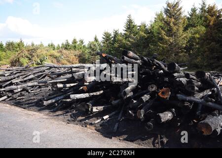 Brandstiftung am Waldrand Stockfoto