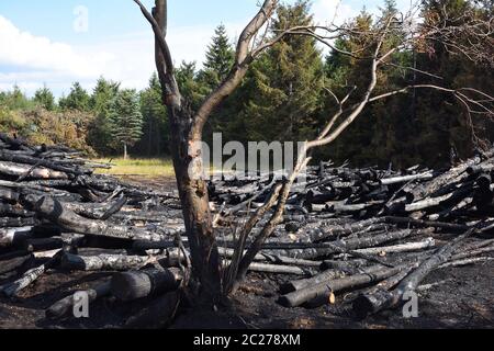 Brandstiftung am Waldrand Stockfoto