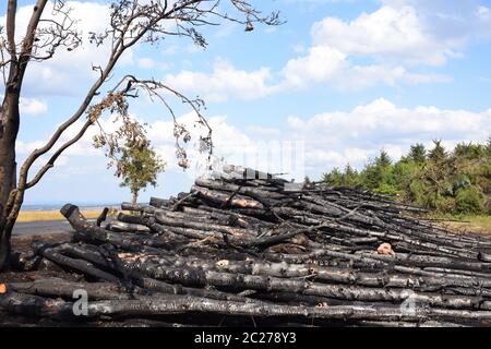 Brandstiftung am Waldrand Stockfoto