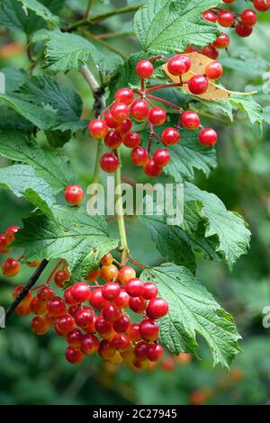 Beeren aus dem Schneeball Viburnum opulus Stockfoto