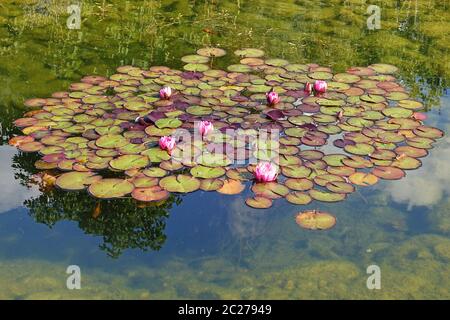 Im Gartenteich blühen rosa Seerosen Stockfoto